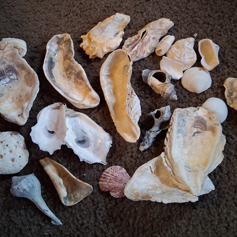 Assorted Seashell Collection